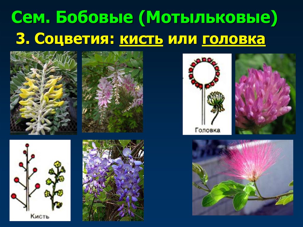 Сем. Бобовые (Мотыльковые)