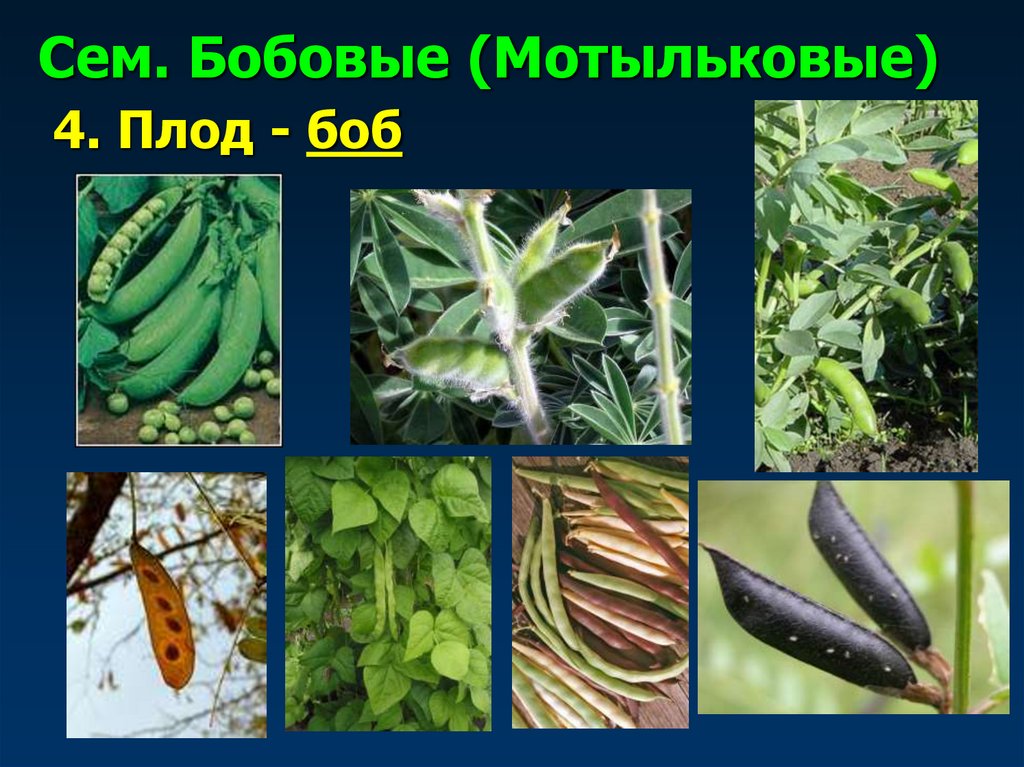 Сем. Бобовые (Мотыльковые)