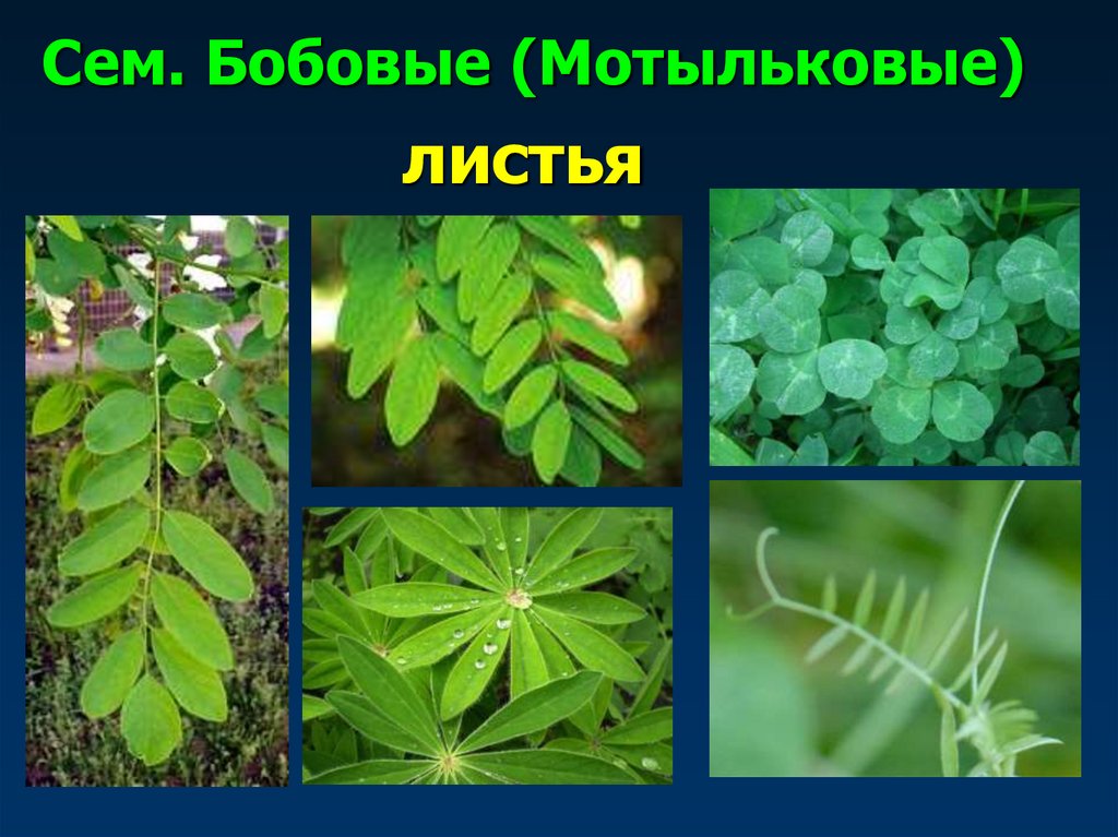 Сем. Бобовые (Мотыльковые)