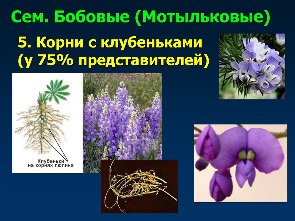 Сем. Бобовые (Мотыльковые)