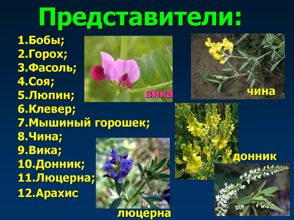 Представители: