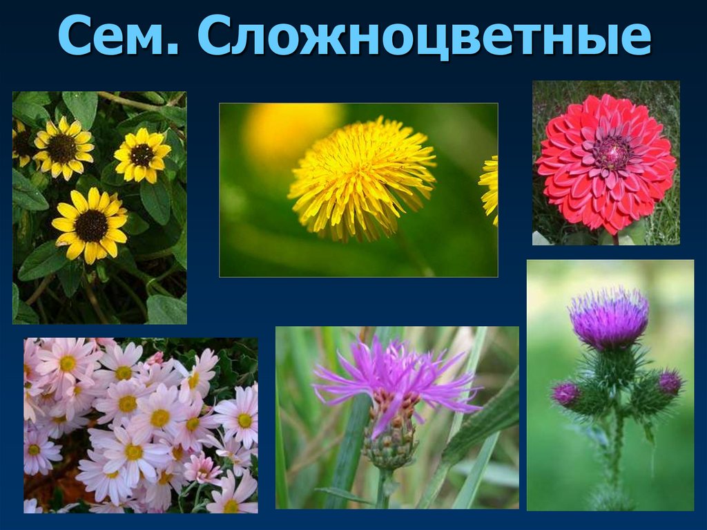 Сем. Сложноцветные