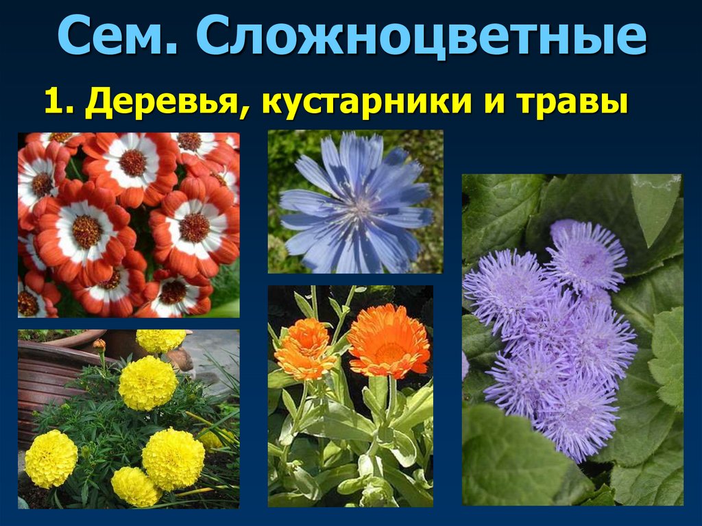 Сем. Сложноцветные