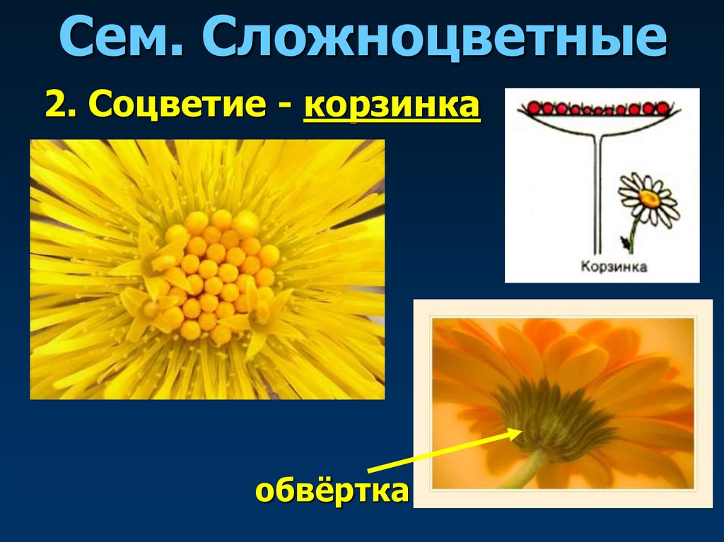 Сем. Сложноцветные