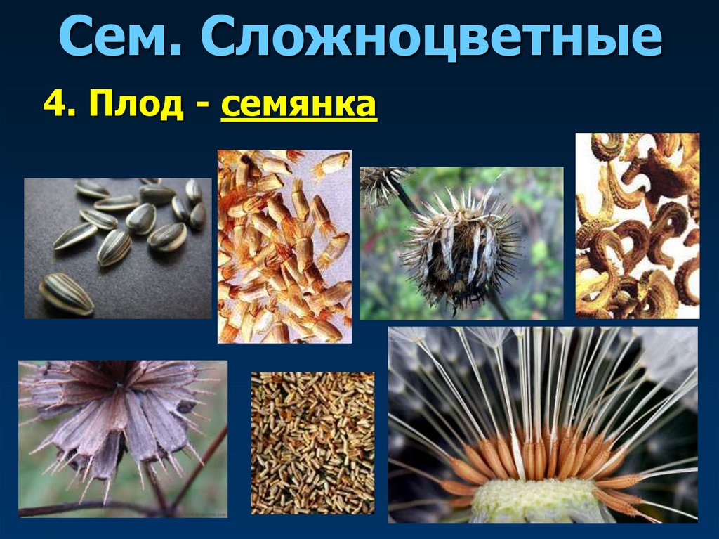 Сем. Сложноцветные