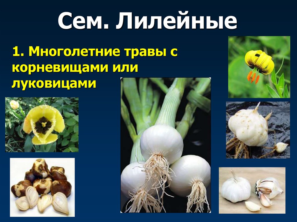 Сем. Лилейные