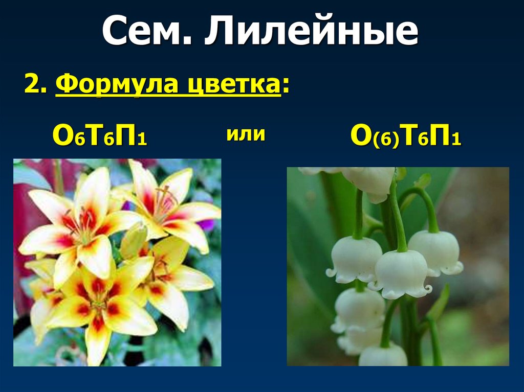 Сем. Лилейные