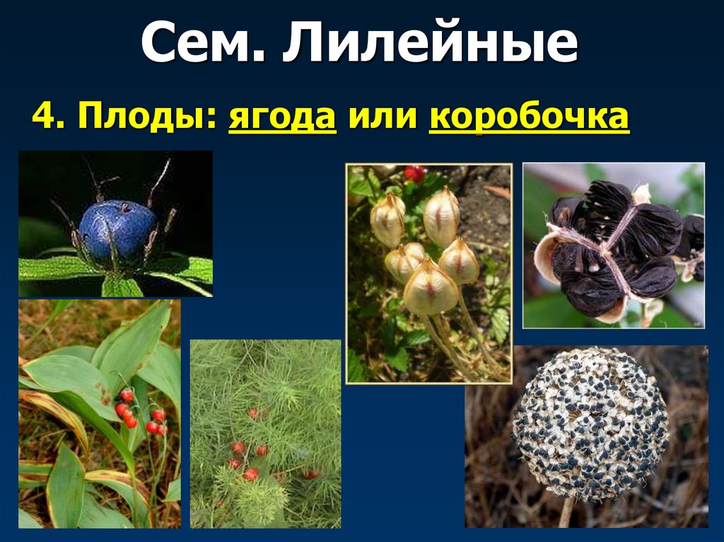 Сем. Лилейные