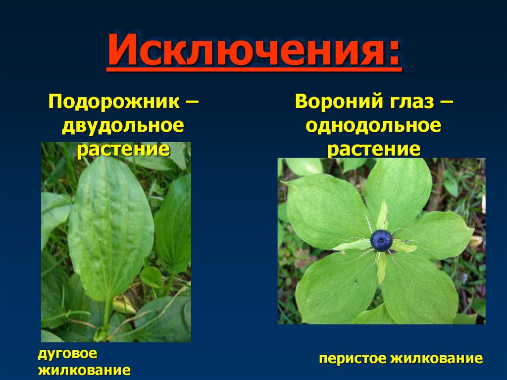 Исключения: