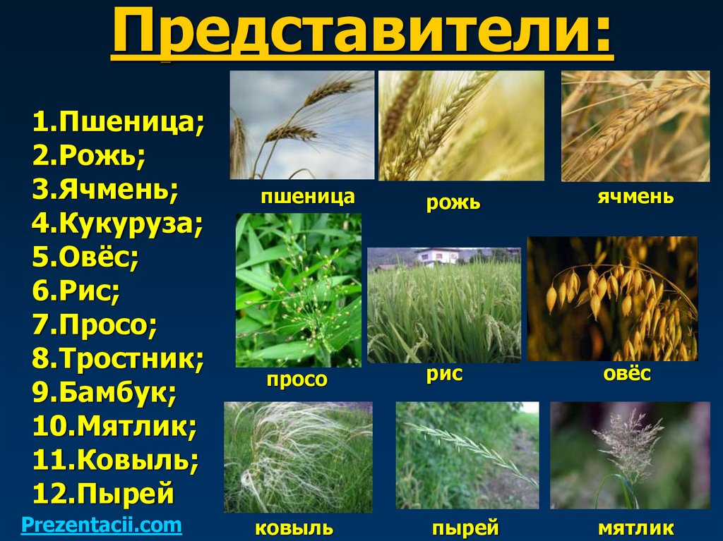 Представители: