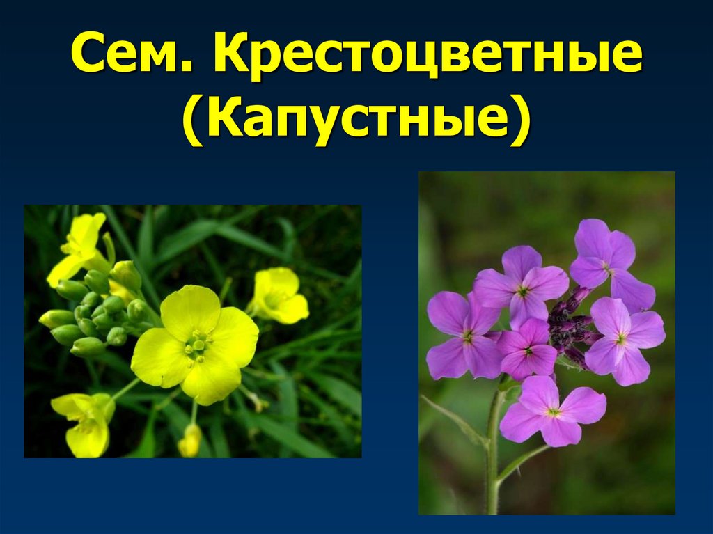 Сем. Крестоцветные (Капустные)