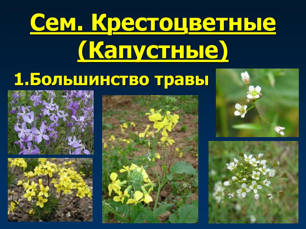 Сем. Крестоцветные (Капустные)