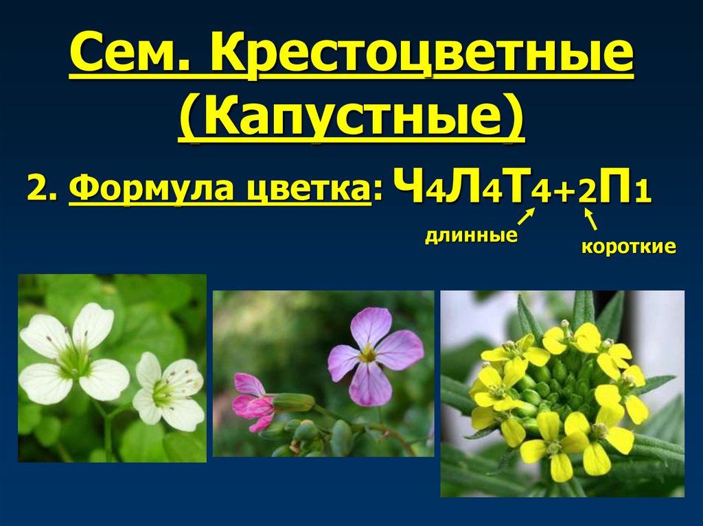 Сем. Крестоцветные (Капустные)