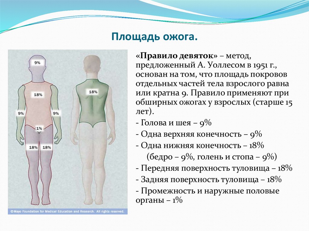 Площадь ожога.