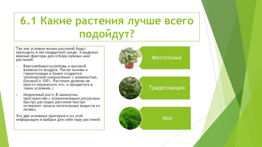 6.1 Какие растения лучше всего подойдут?