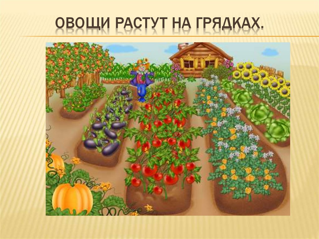 Овощи растут на грядках.