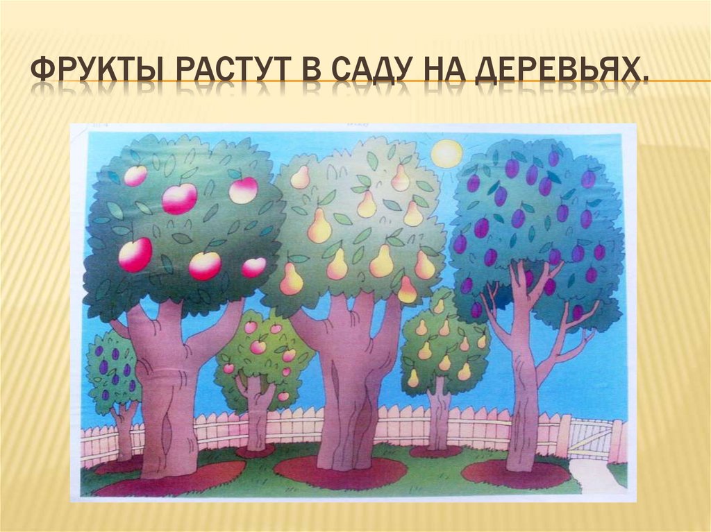 Фрукты растут в саду на деревьях.