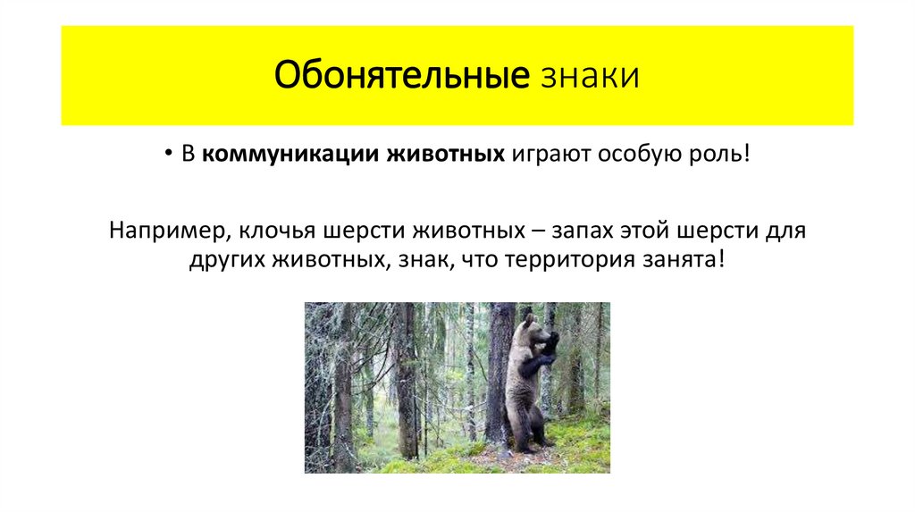 Обонятельные знаки