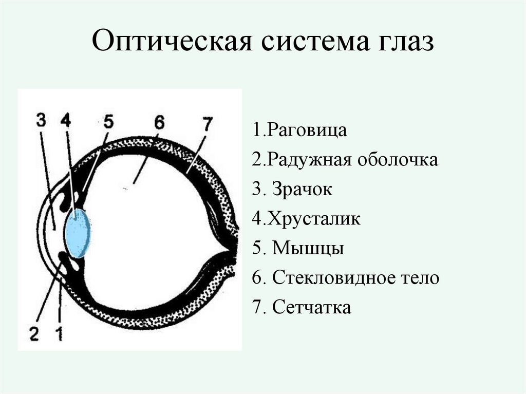 Оптическая система глаз