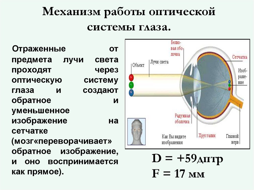 Механизм работы оптической системы глаза.