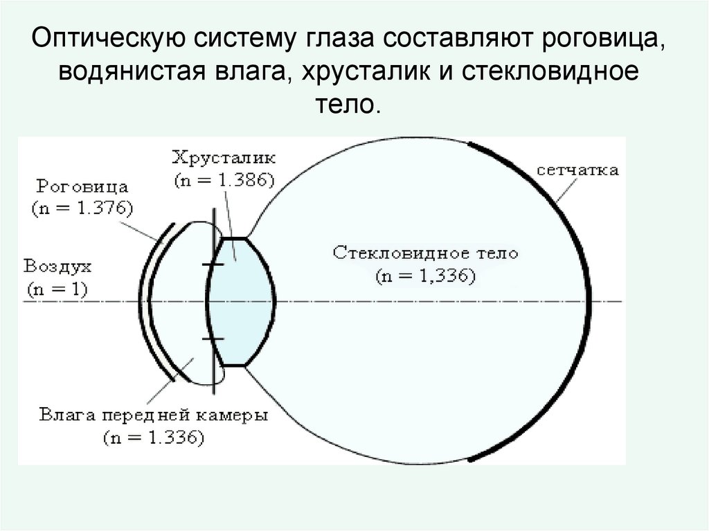 Оптическую систему глаза составляют роговица, водянистая влага, хрусталик и стекловидное тело.