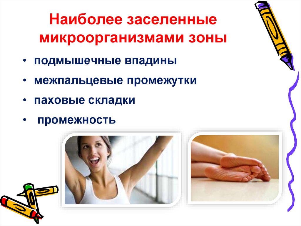 Наиболее заселенные микроорганизмами зоны