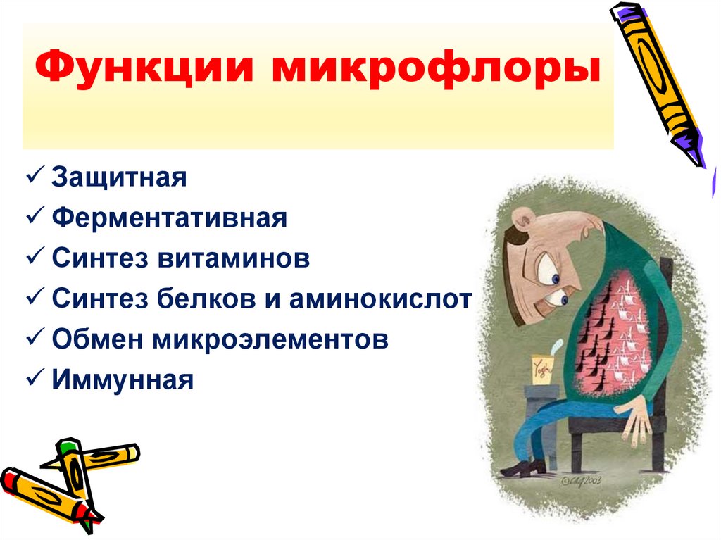 Функции микрофлоры