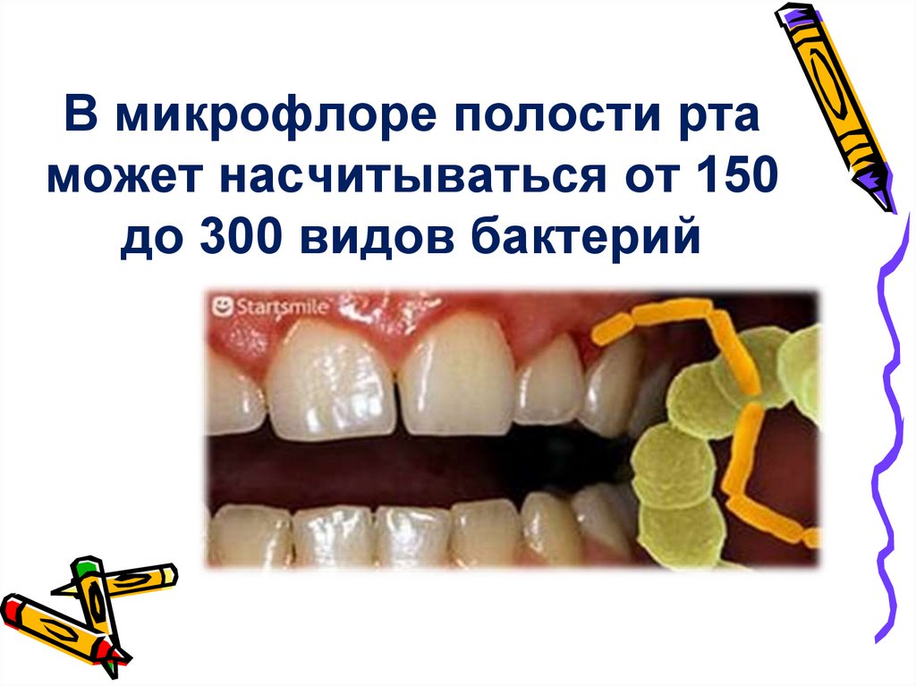 В микрофлоре полости рта может насчитываться от 150 до 300 видов бактерий