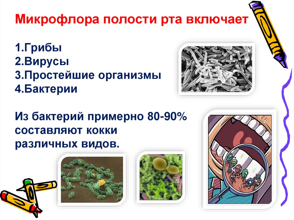 Микрофлора полости рта включает 1.Грибы 2.Вирусы 3.Простейшие организмы 4.Бактерии Из бактерий примерно 80-90% составляют кокки