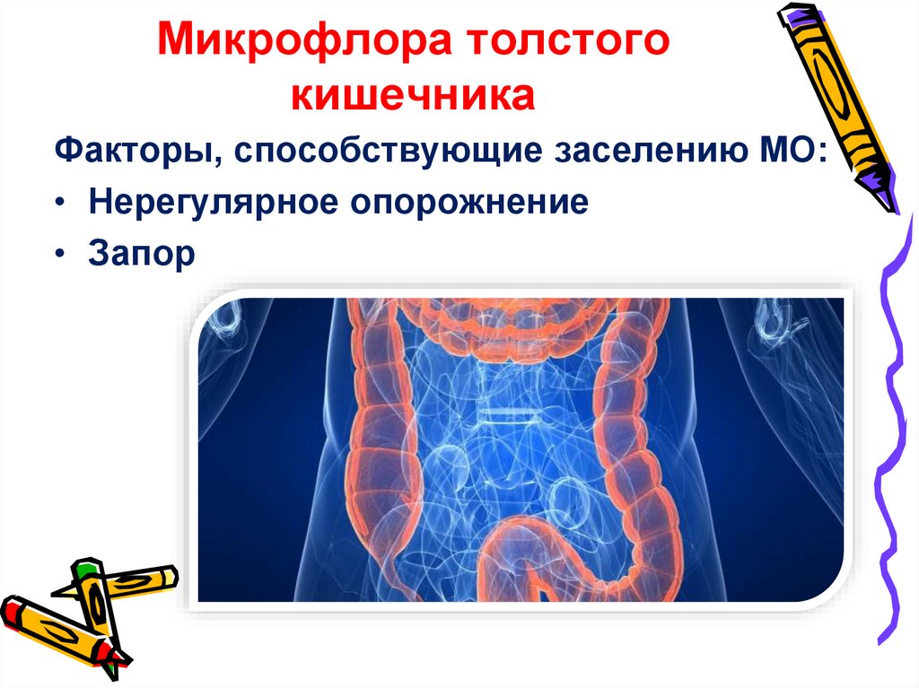 Микрофлора толстого кишечника