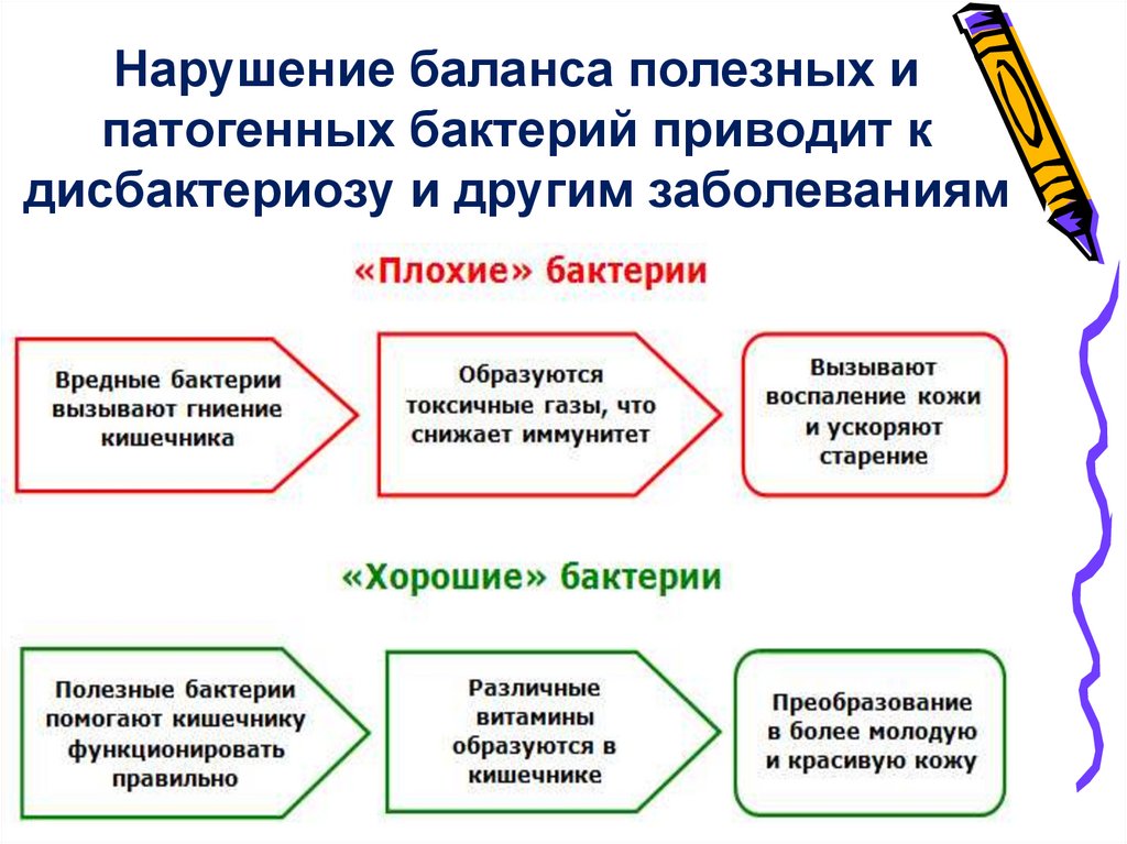 Нарушение баланса полезных и патогенных бактерий приводит к дисбактериозу и другим заболеваниям