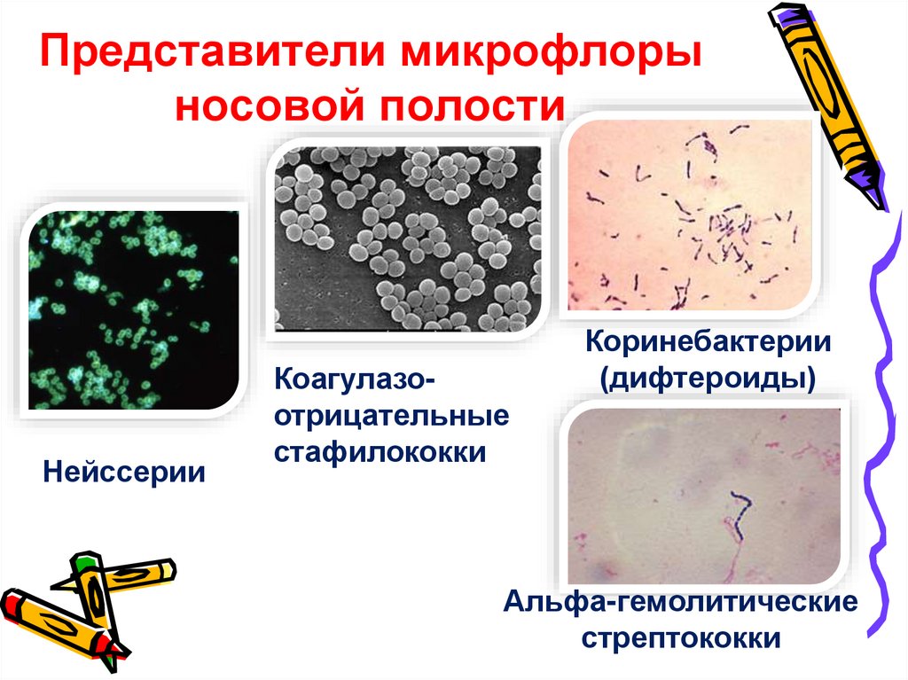 Представители микрофлоры носовой полости