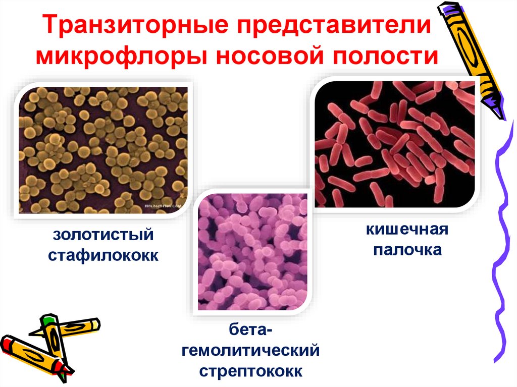 Транзиторные представители микрофлоры носовой полости