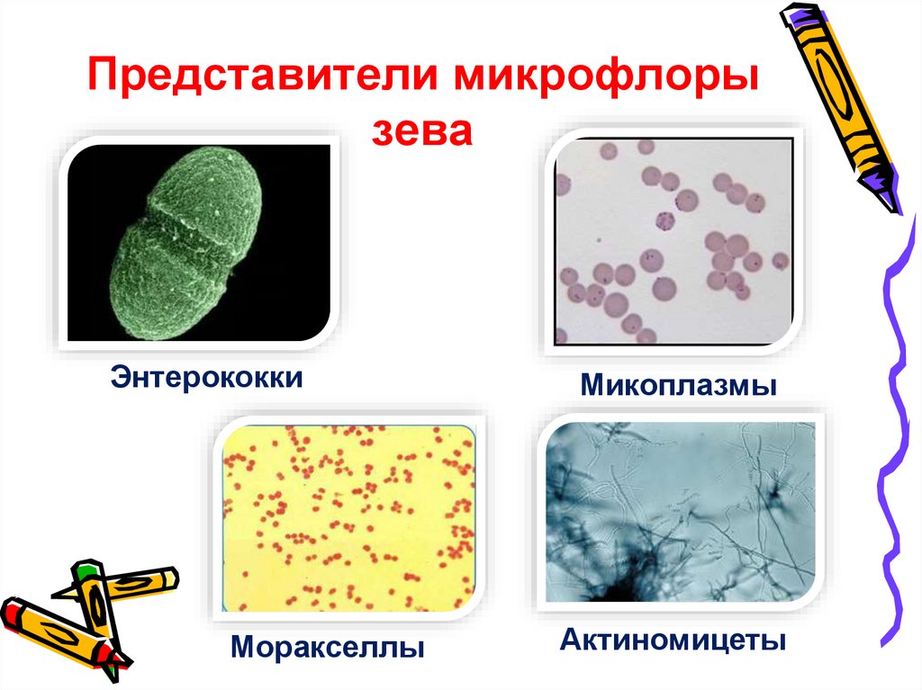 Представители микрофлоры зева