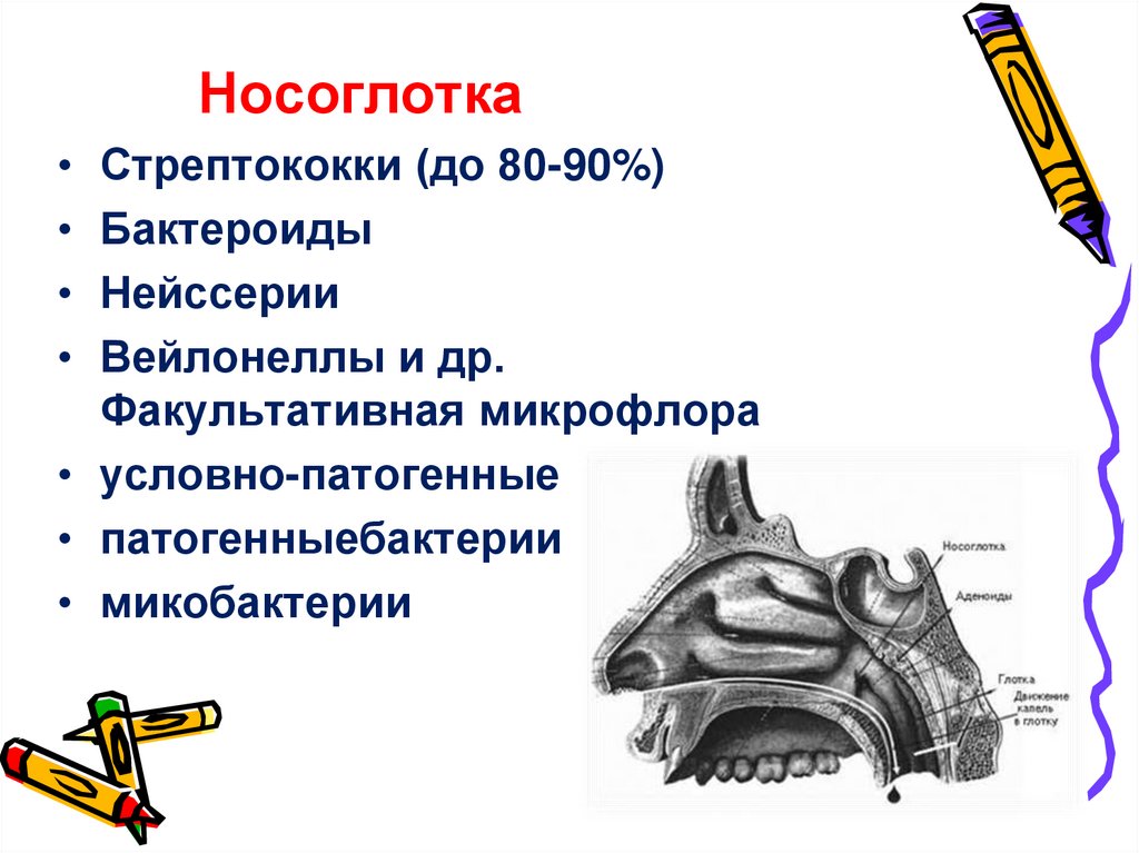 Носоглотка