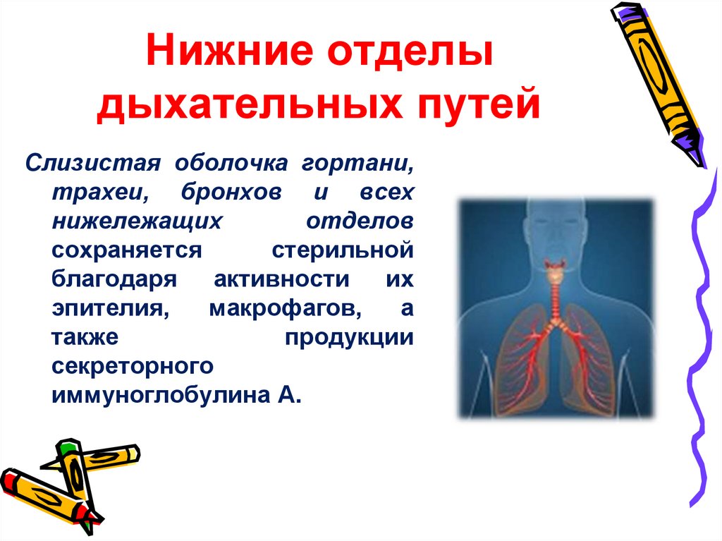 Нижние отделы дыхательных путей