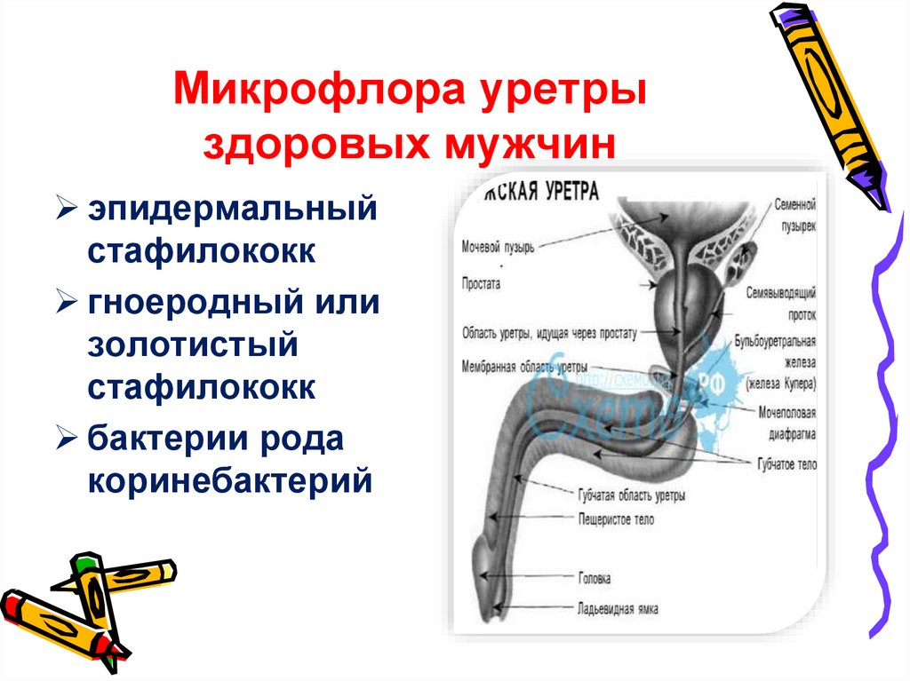 Микрофлора уретры здоровых мужчин