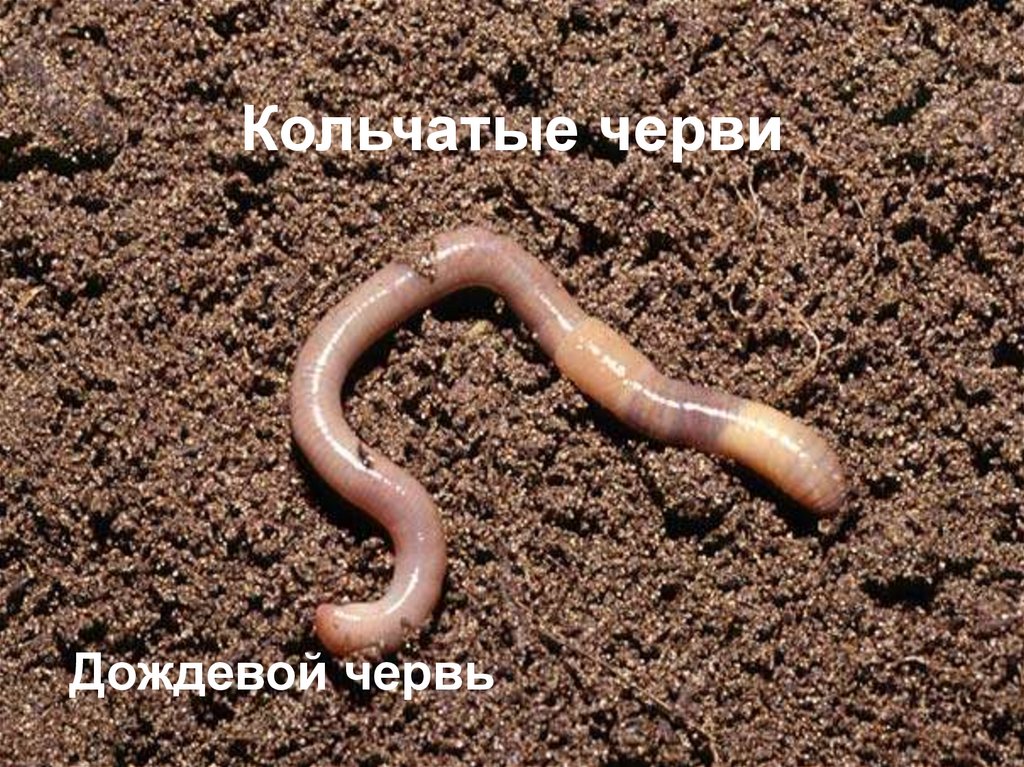 Кольчатые черви