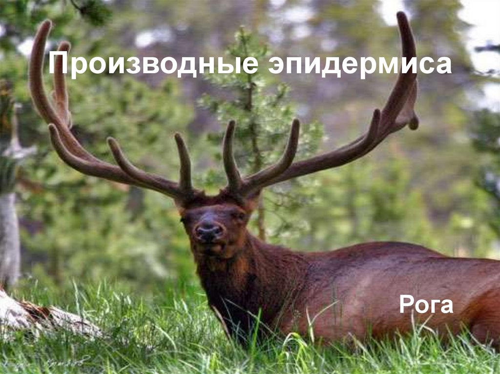 Производные эпидермиса