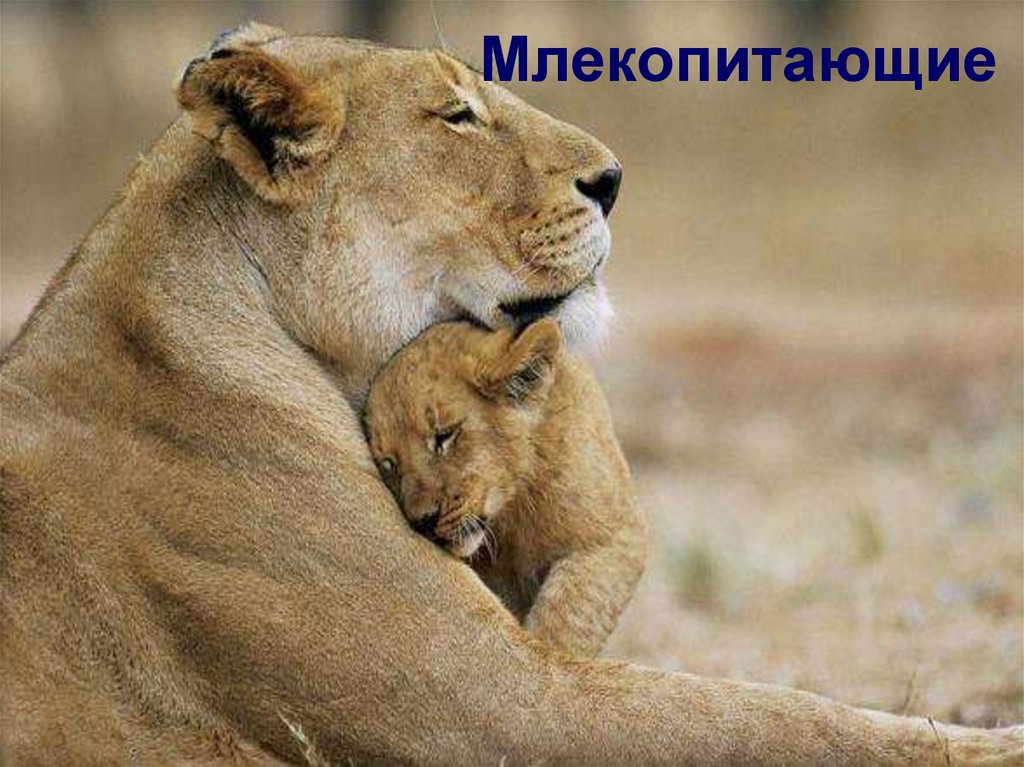 Млекопитающие