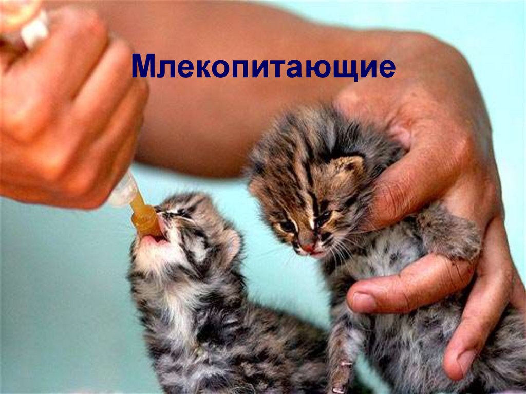 Млекопитающие