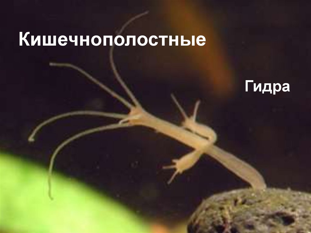 Кишечнополостные