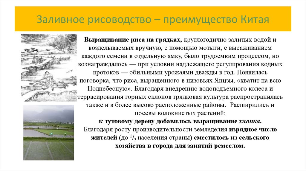 Заливное рисоводство – преимущество Китая