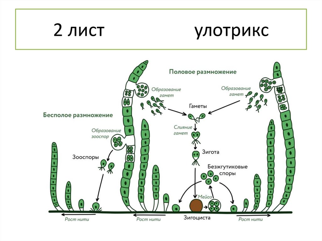 2 лист улотрикс