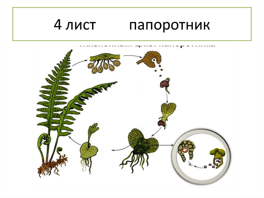 4 лист папоротник