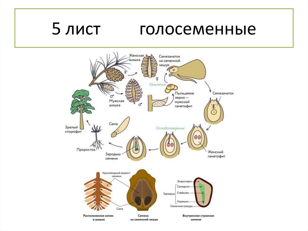 5 лист голосеменные