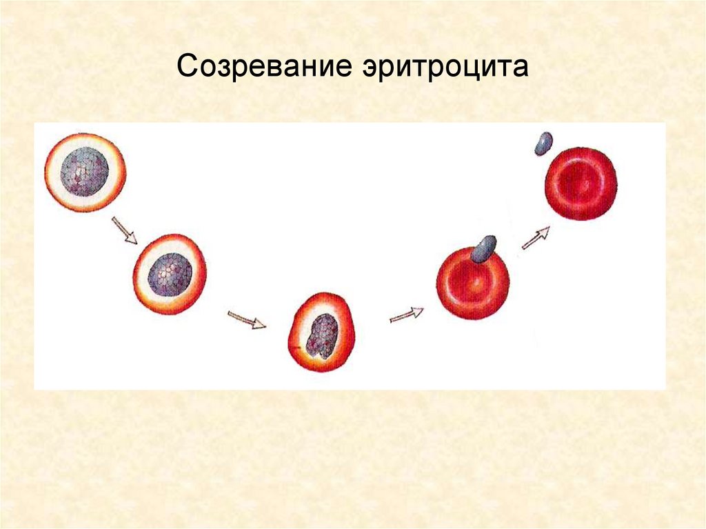 Созревание эритроцита