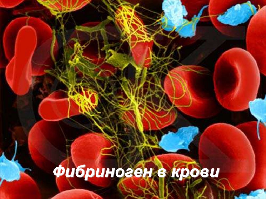 Фибриноген в крови