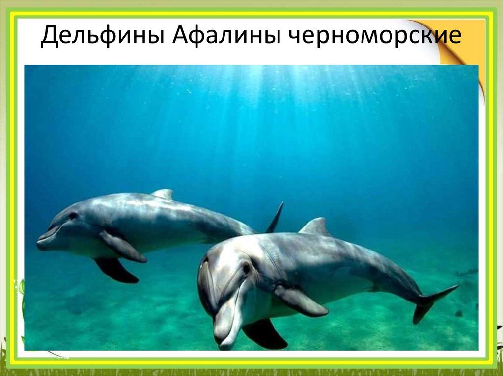 Дельфины Афалины черноморские