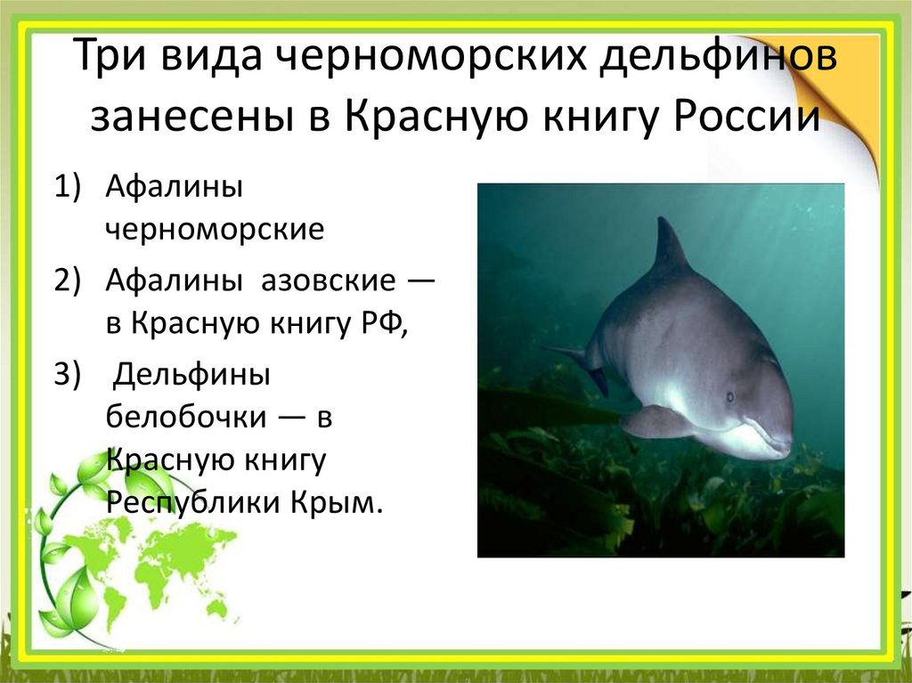 Три вида черноморских дельфинов занесены в Красную книгу России